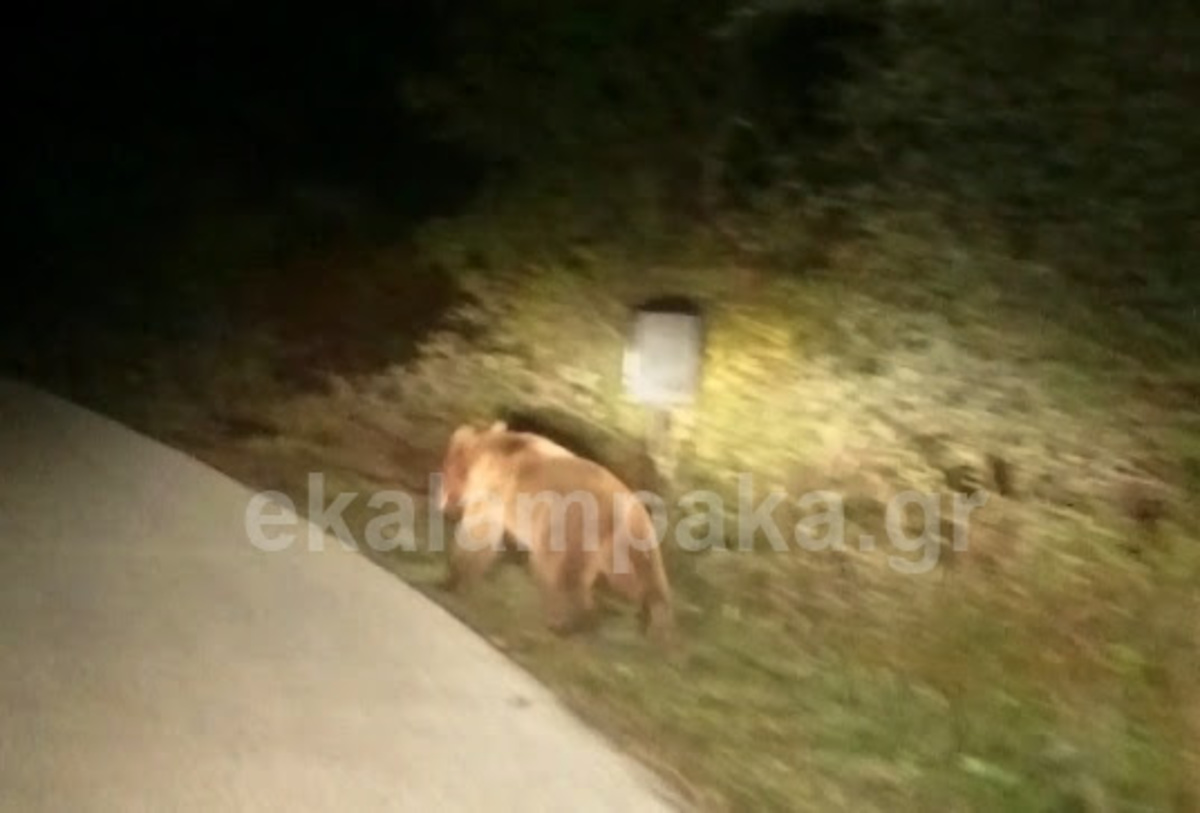 Συνάντηση οδηγού με αρκούδα