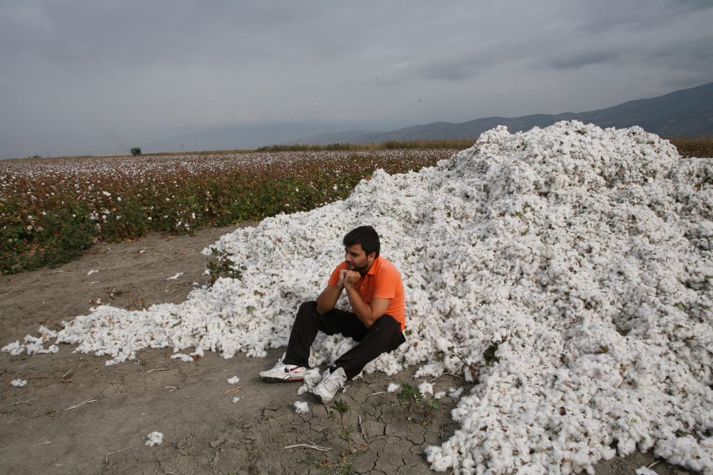 Νέα μείωση στην εγχώρια παραγωγή βάμβακος το 2013