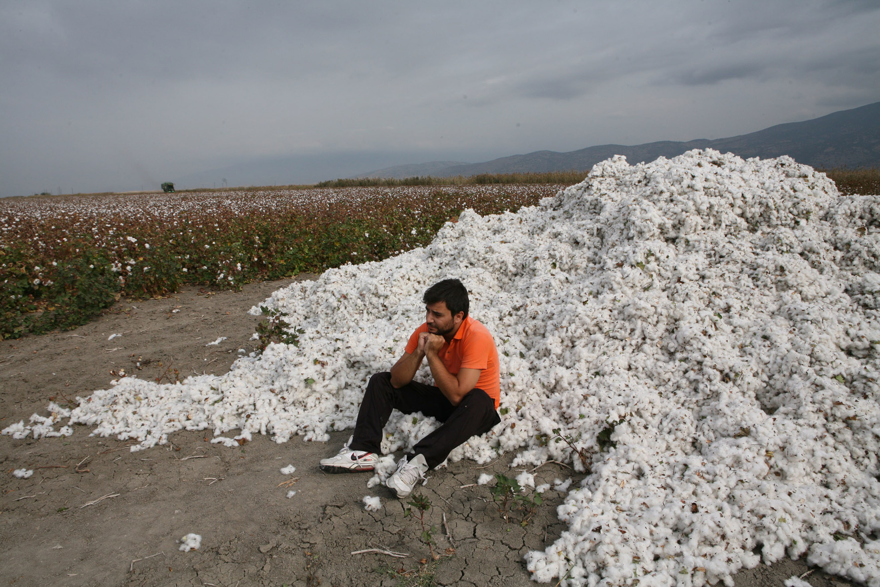 Νέα μείωση στην εγχώρια παραγωγή βάμβακος το 2013