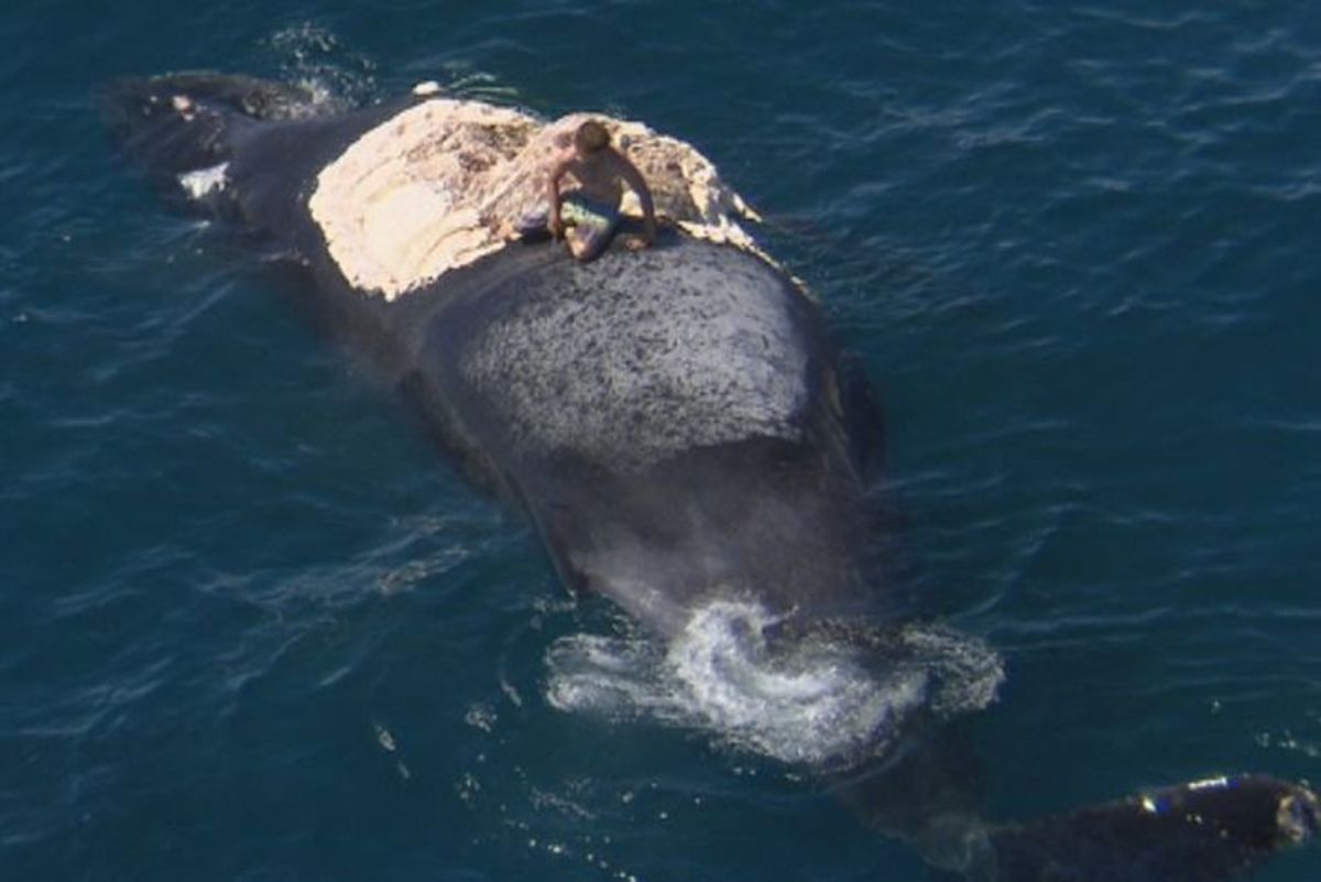 Σκαρφάλωσε στο κουφάρι φάλαινας και τον περικύκλωσαν καρχαρίες (ΦΩΤΟ)