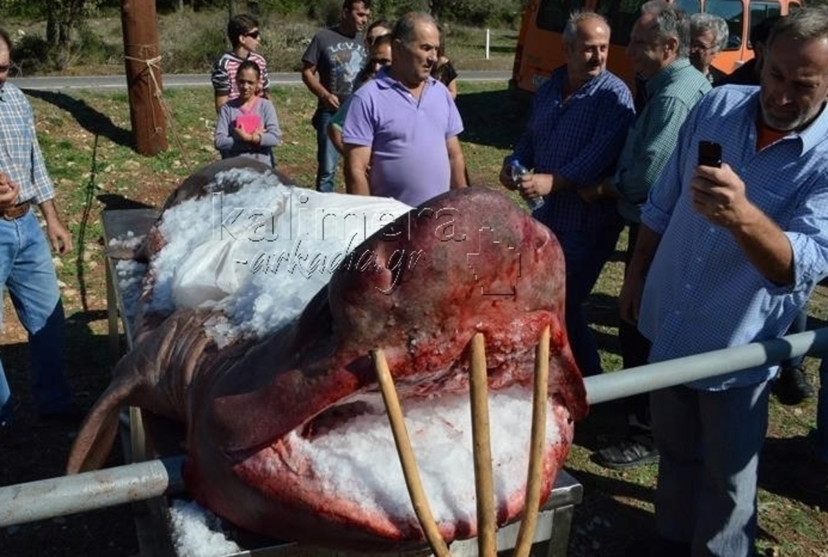 ΦΩΤΟ από kalimera-arkadia.gr