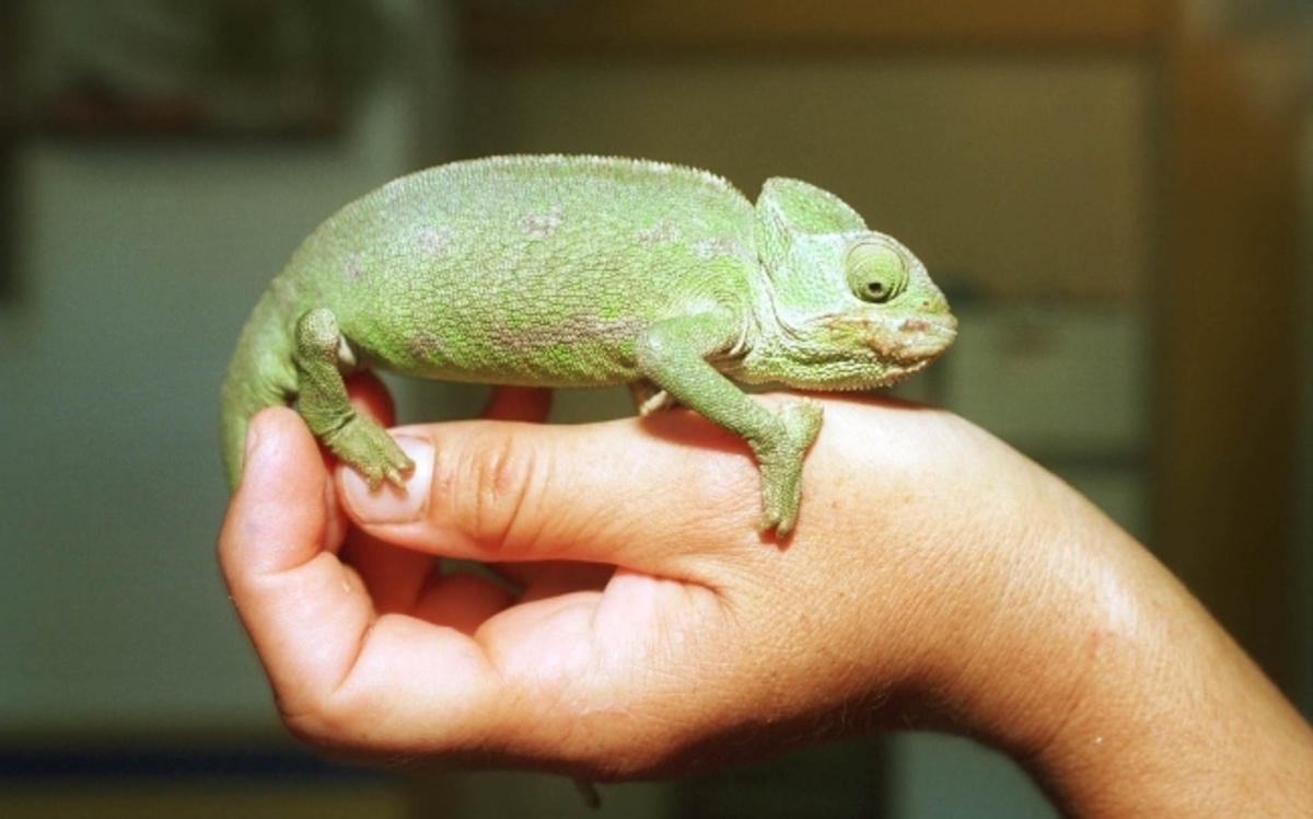 Επιστήμονες έλυσαν το μυστήριο: Έτσι αλλάζουν χρώματα οι χαμαιλέοντες!