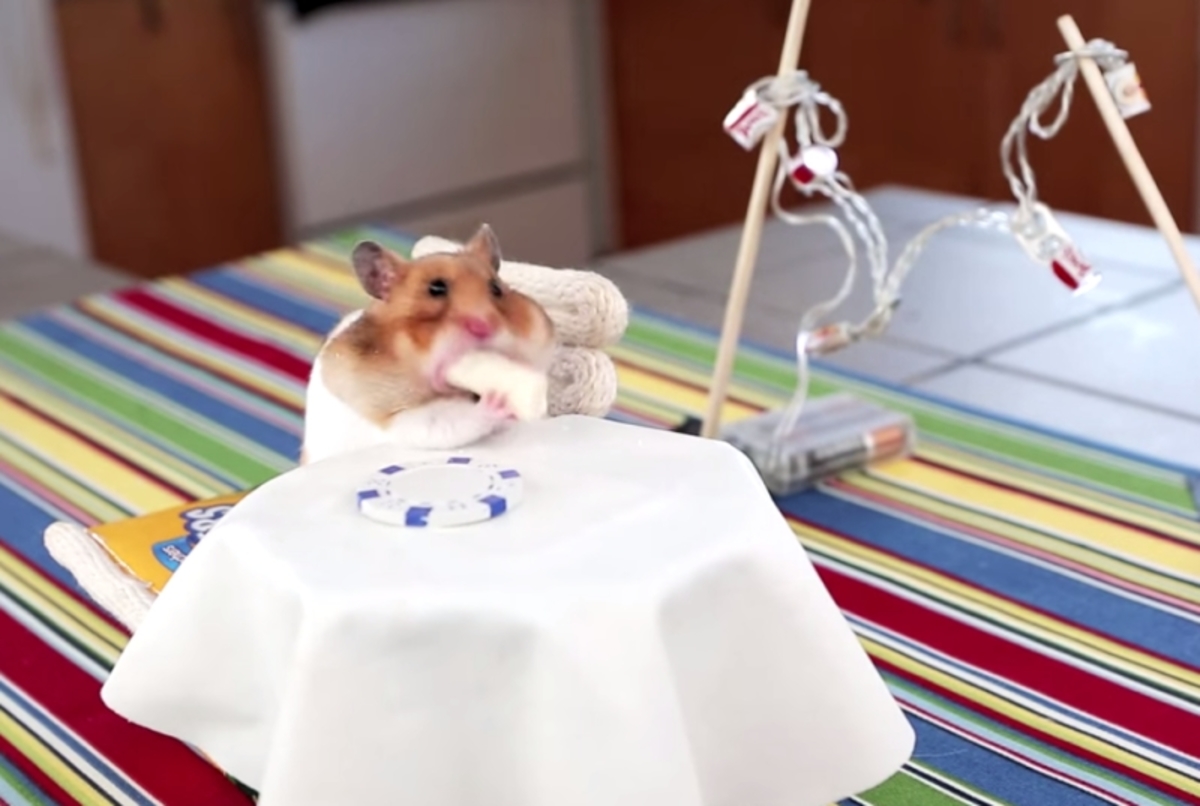 Το πιο γλυκό βίντεο της εβδομάδας: Επίσημο δείπνο σε… χάμστερ!