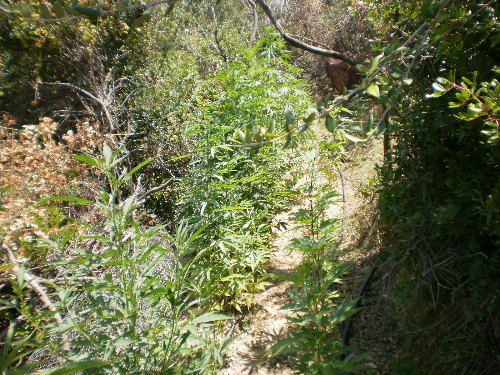 φωτό από cretalive.gr