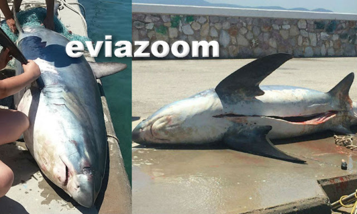 ΦΩΤΟ από eviazoom