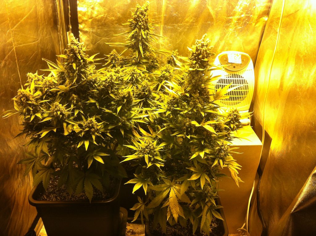 Θεσσαλονίκη: Καλλιεργούσε χασίς στην αποθήκη του (ΦΩΤΟ)