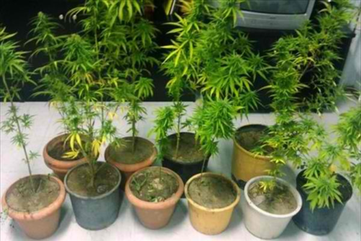 Φυτεία με… θέα – Καλλιεργούσε χασίς στην ταράτσα του