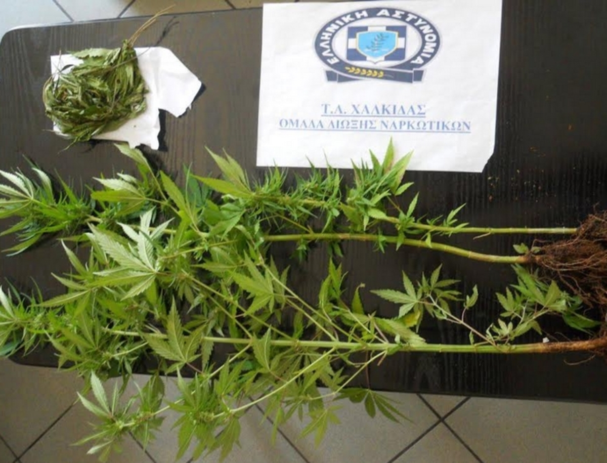 Χαλκίδα: Καλλιεργούσε χασίς σε γλάστρες