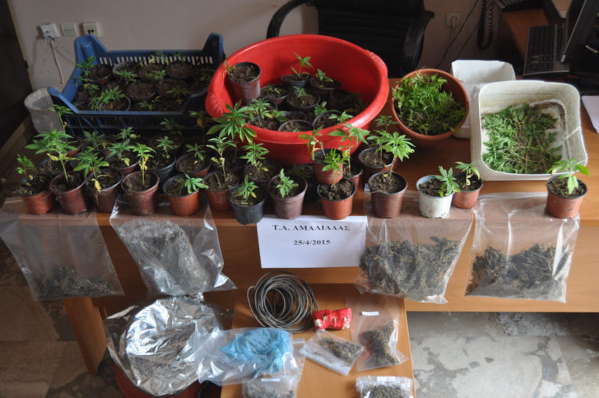 Ηλεία: Είχε φτιάξει φυτείες με χασισόδεντρα δίπλα στο κύμα (ΦΩΤΟ)