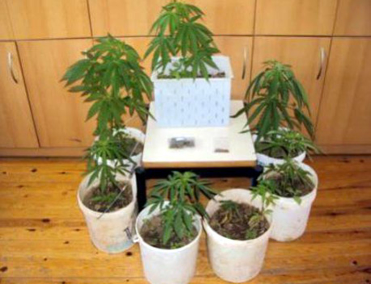 Ηράκλειο: Βρήκαν τα χασισόδεντρα, ψάχνουν τους καλλιεργητές