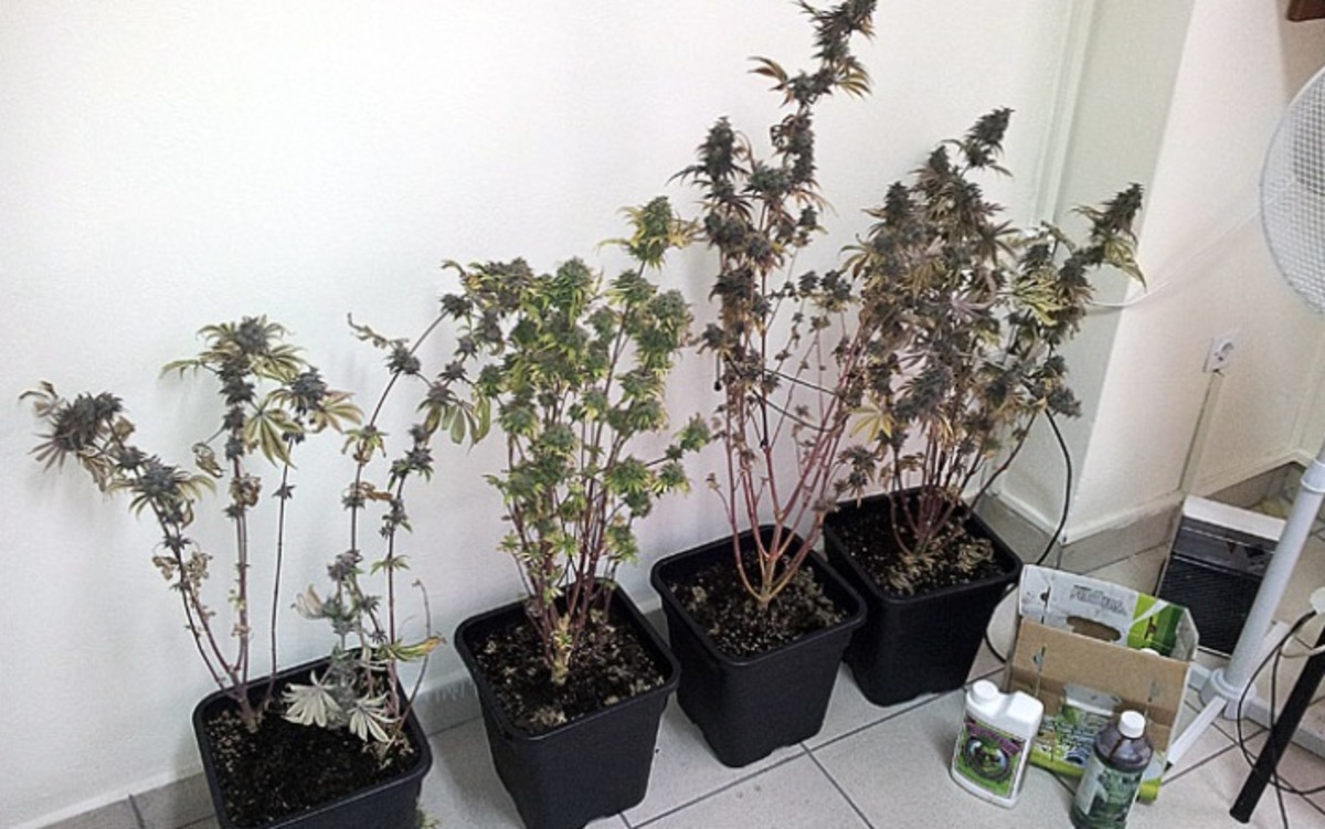 Αντί για λουλούδια φύτεψε στο μπαλκόνι του χασίς