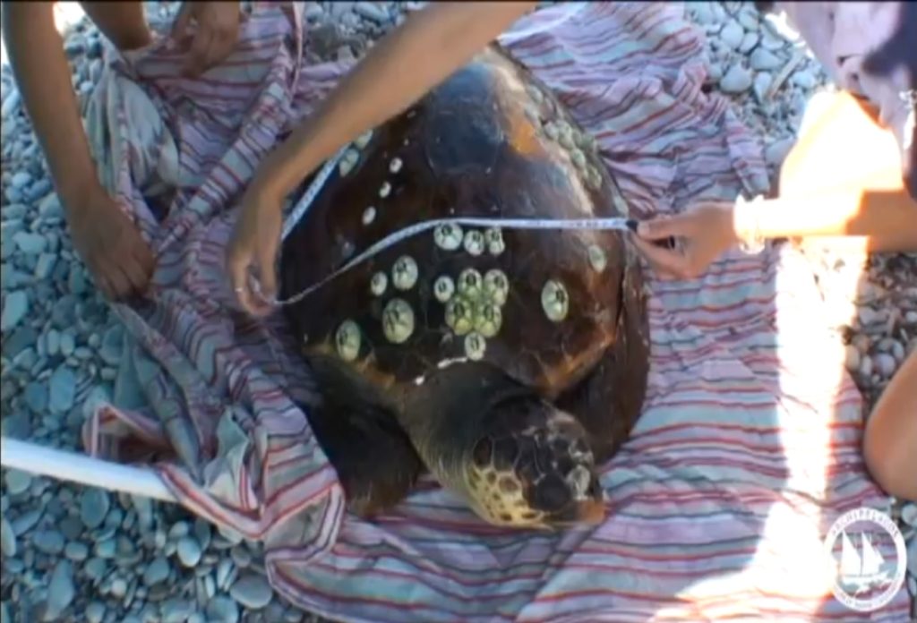 Διάσωση χελώνας καρέτα καρέτα στη Σάμο – Δείτε βίντεο
