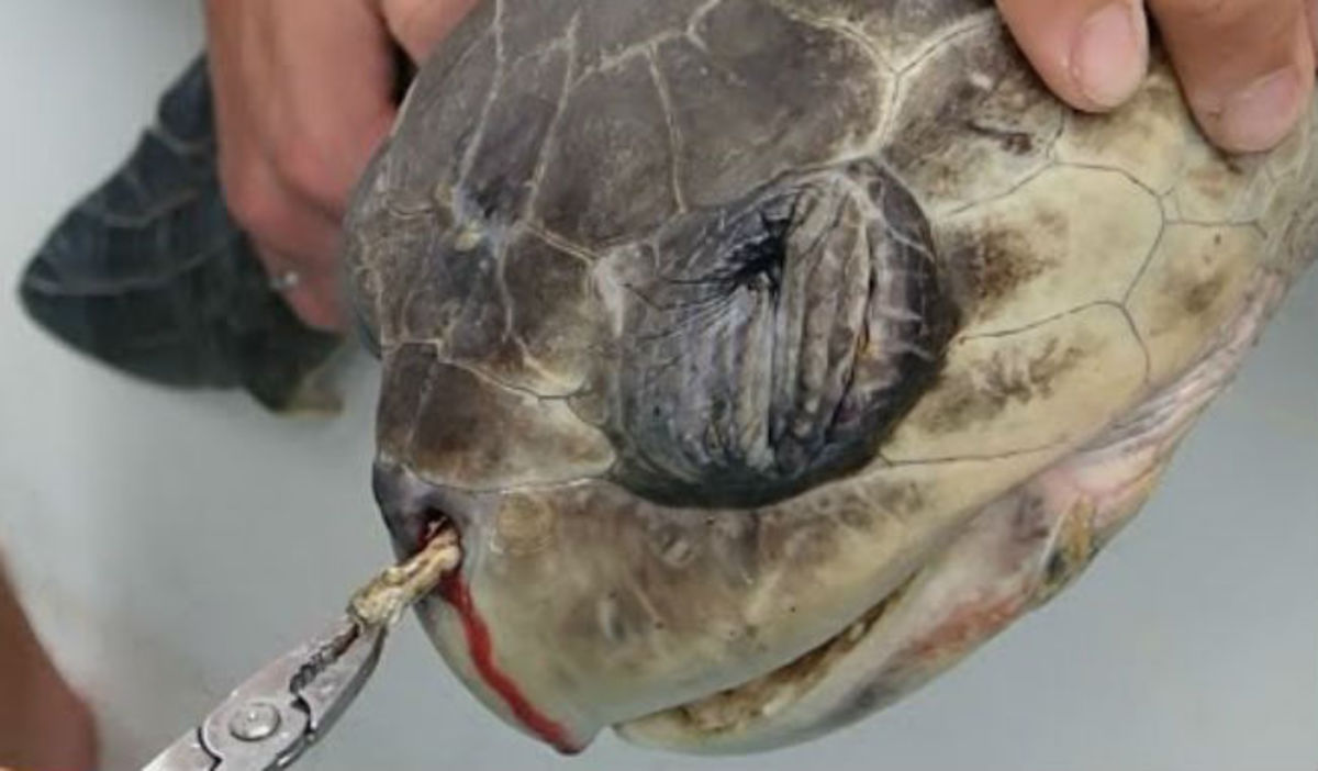 Δεν φαντάζεστε τι βρισκόταν μέσα στη μύτη αυτής της χελώνας!