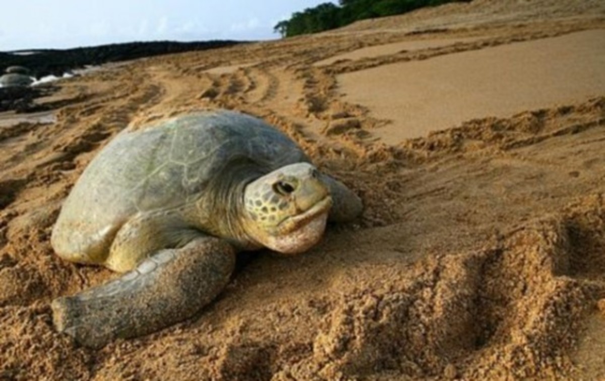 Ζητούνται εθελοντές για την προστασία της θαλάσσιας χελώνας