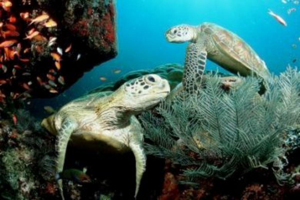 Το Θρακικό Πέλαγος, έχει μετατραπεί σε νεκροταφείο χελωνών…