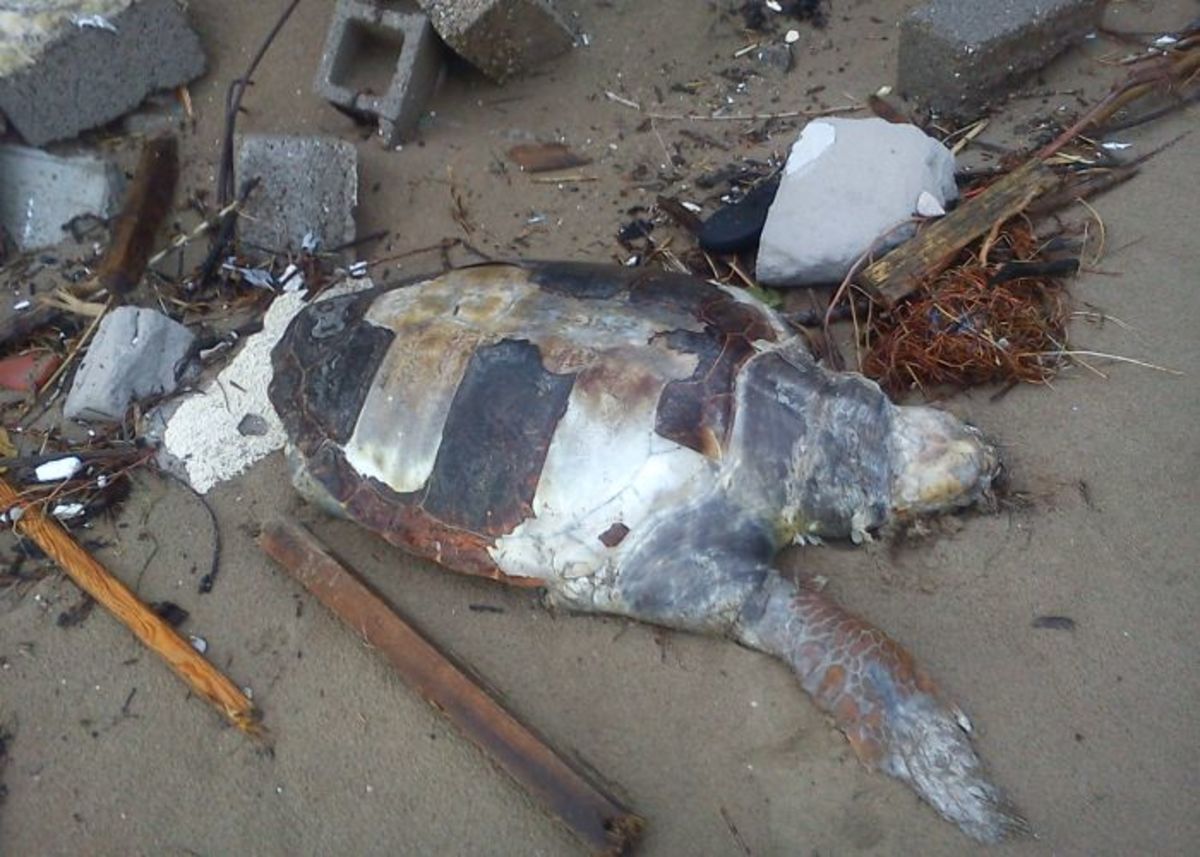 Νεκρή χελώνα στο λιμάνι του Ηρακλείου