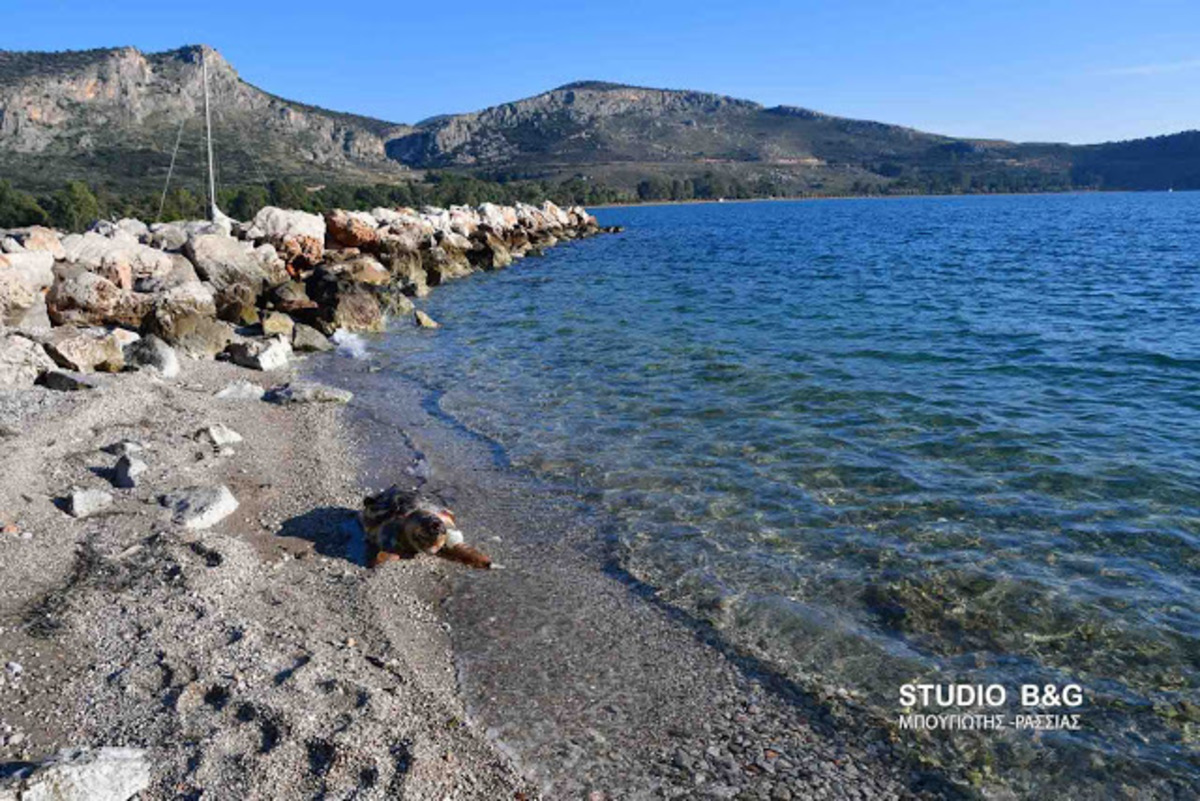 Ναύπλιο: Νεκρή θαλάσσια χελώνα στην παραλία Καραθώνας [vid]