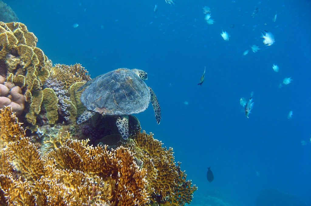 Οκτώ θαλάσσιες χελώνες κι ένα θαλάσσιο κήτος νεκρά
