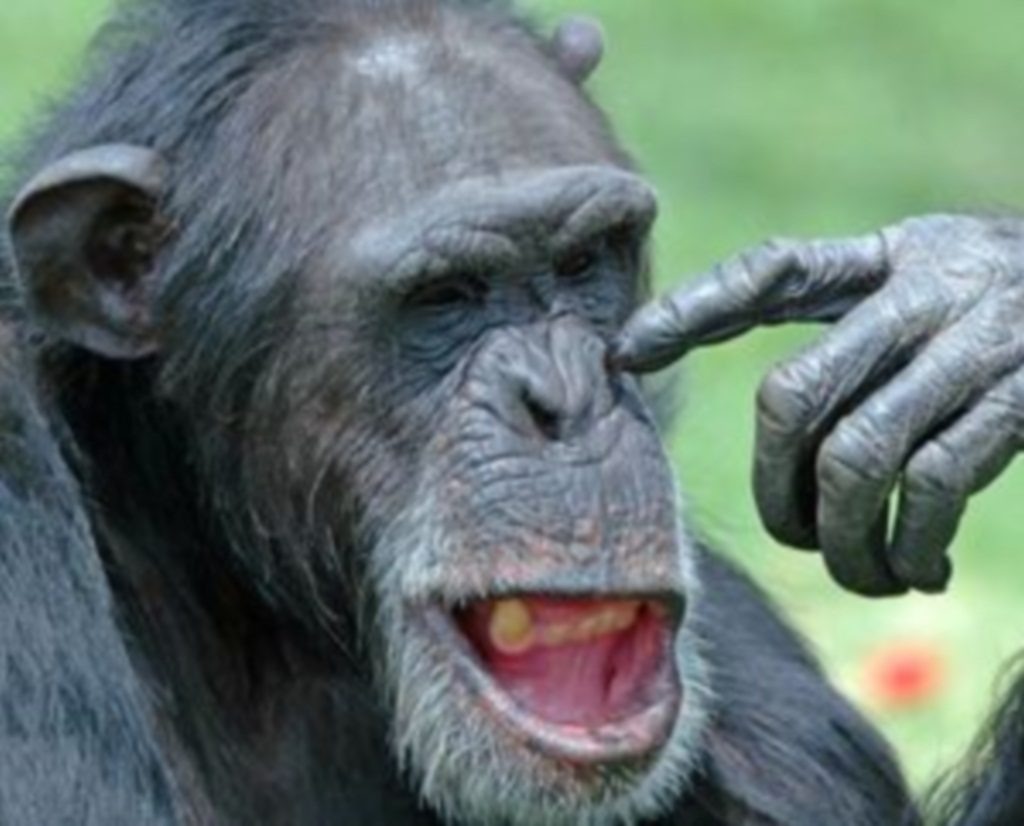 Οι χιμπατζίδες θρηνούν για το θάνατο των αγαπημένων τους