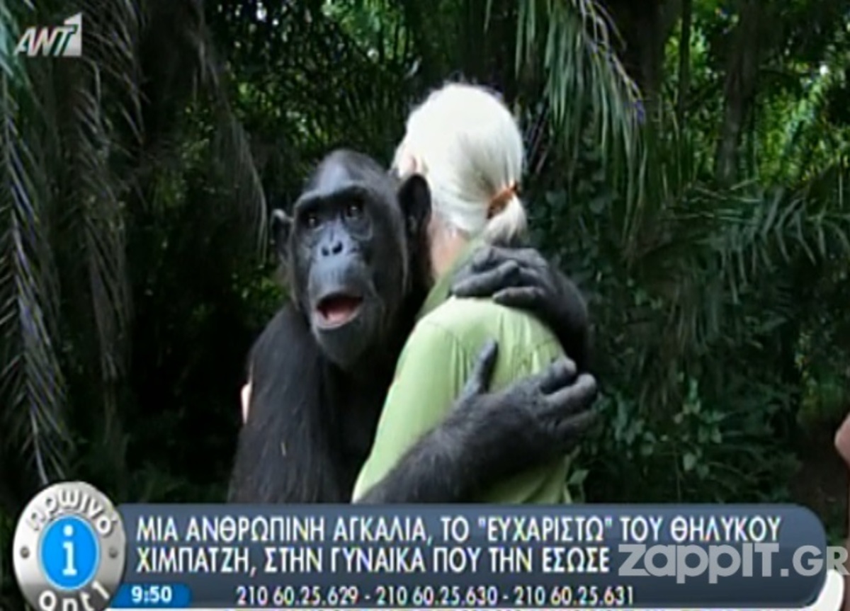 Με μια «ανθώπινη αγκαλιά» ο χιμπατζής ευχαρίστησε τη γυναίκα που του έσωσε τη ζωή!