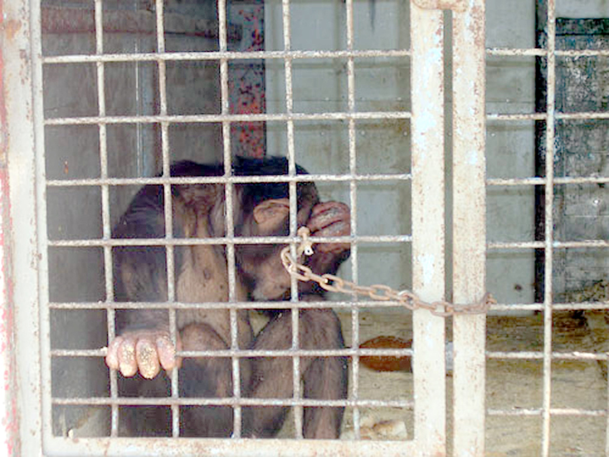 Χιμπατζήδες επιτέθηκαν και τραυμάτισαν σοβαρά έναν αμερικανό ζωολόγο