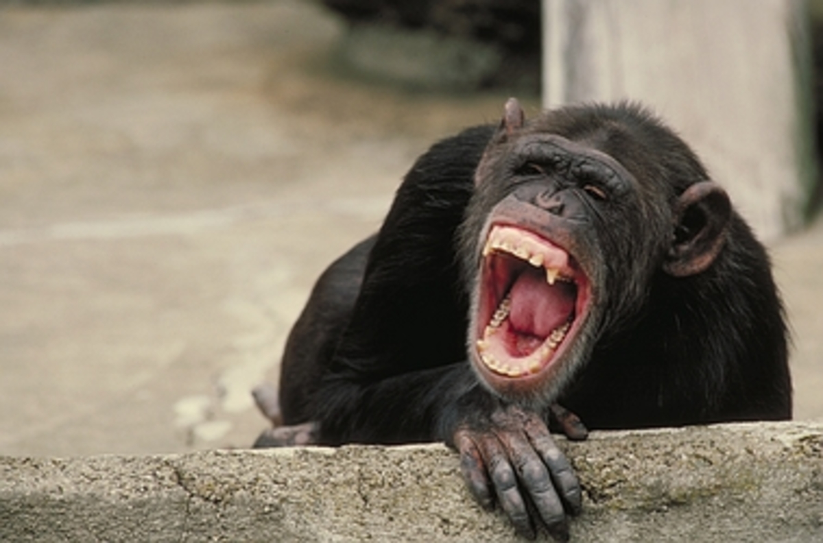 Οι χιμπατζήδες διαισθάνονται το θάνατο όπως οι άνθρωποι
