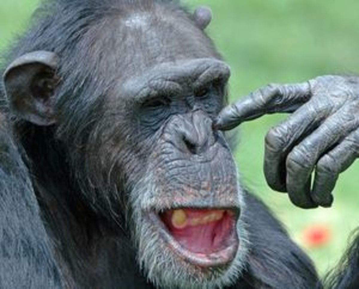 Οι χιμπατζήδες σκέφτονται όπως οι άνθρωποι!