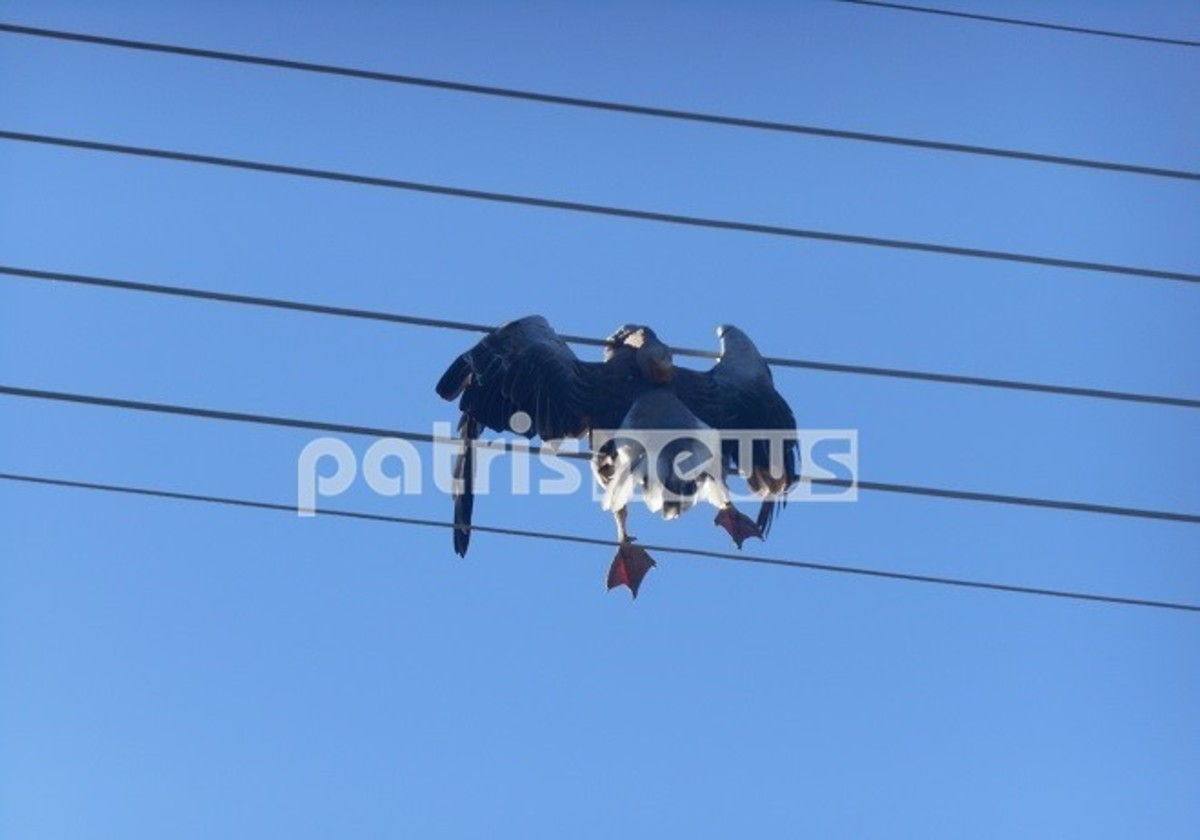 φωτό από patrisnews