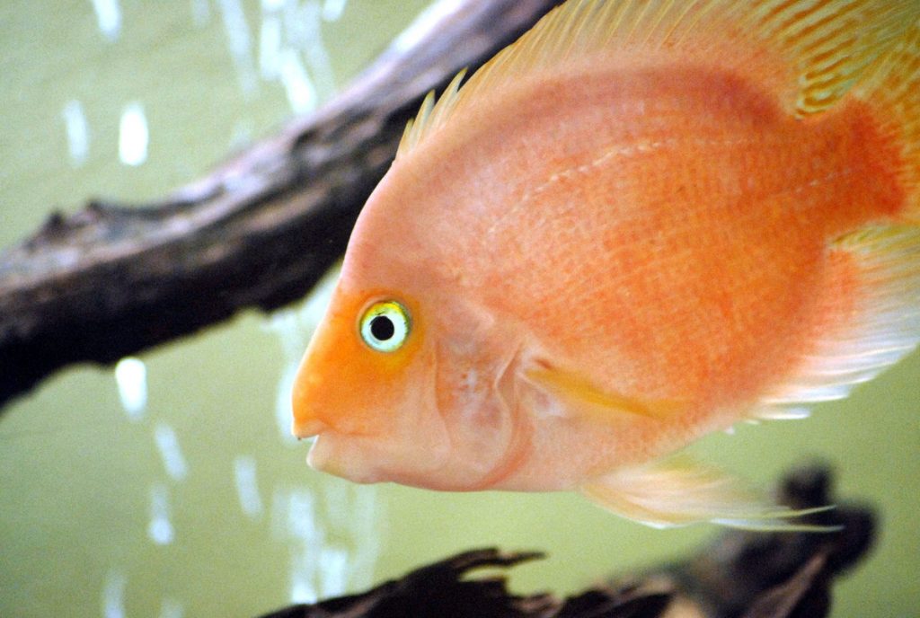 Πότε καίγονται όλοι οι πολιτικοί….