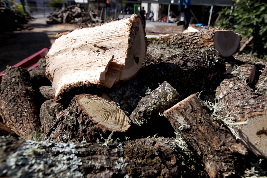 Πλαφόν στα ξύλα που κόβονται από τα δάση θέλει το ΥΠΕΚΑ
