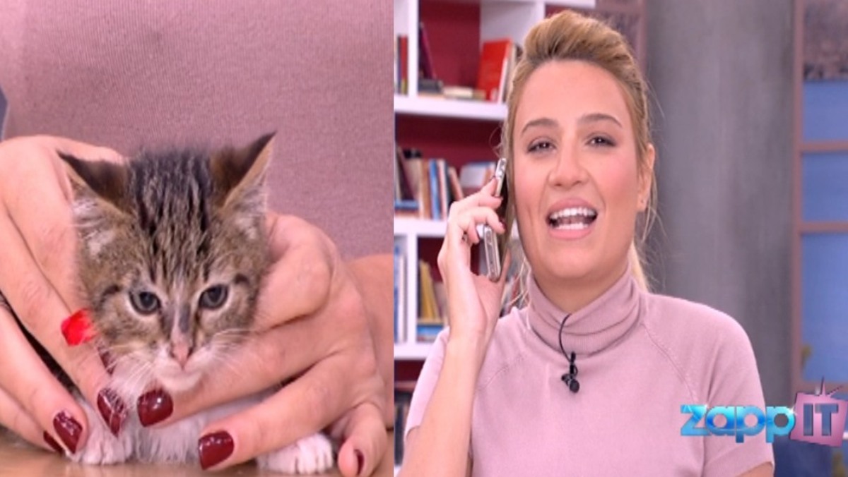 Πασίγνωστη παρουσιάστρια υιοθέτησε on air το γατάκι που κρατούσε η Φαίη