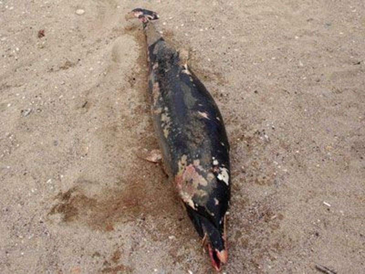 Αλεξανδρούπολη: Νεκρό δελφίνι