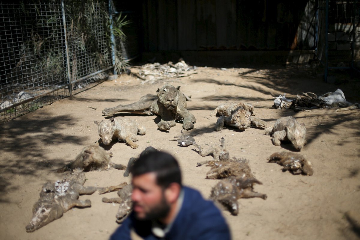 Ο πιο φρικιαστικός ζωολογικός κήπος βρίσκεται στη Γάζα – ΦΩΤΟ