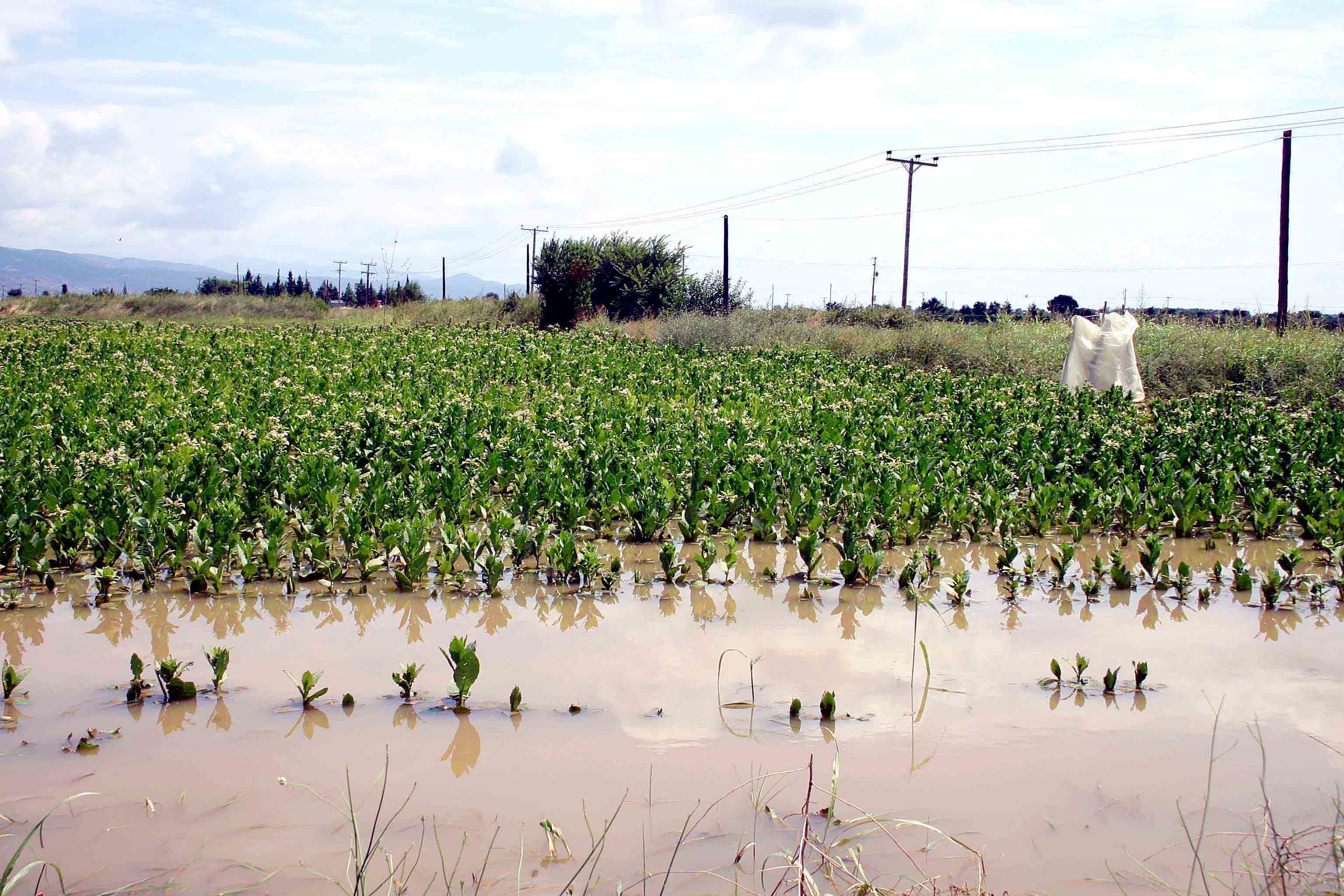 Ρέθυμνο: Ζημιές σε αγροτικές καλλιέργειες