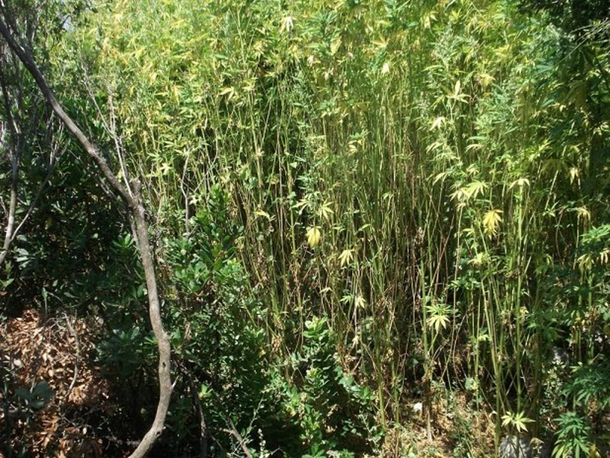 Μεσσηνία: Αυτοψία σε δάσος με χασισόδεντρα – Οι εικόνες που δόθηκαν στη δημοσιότητα [pics]