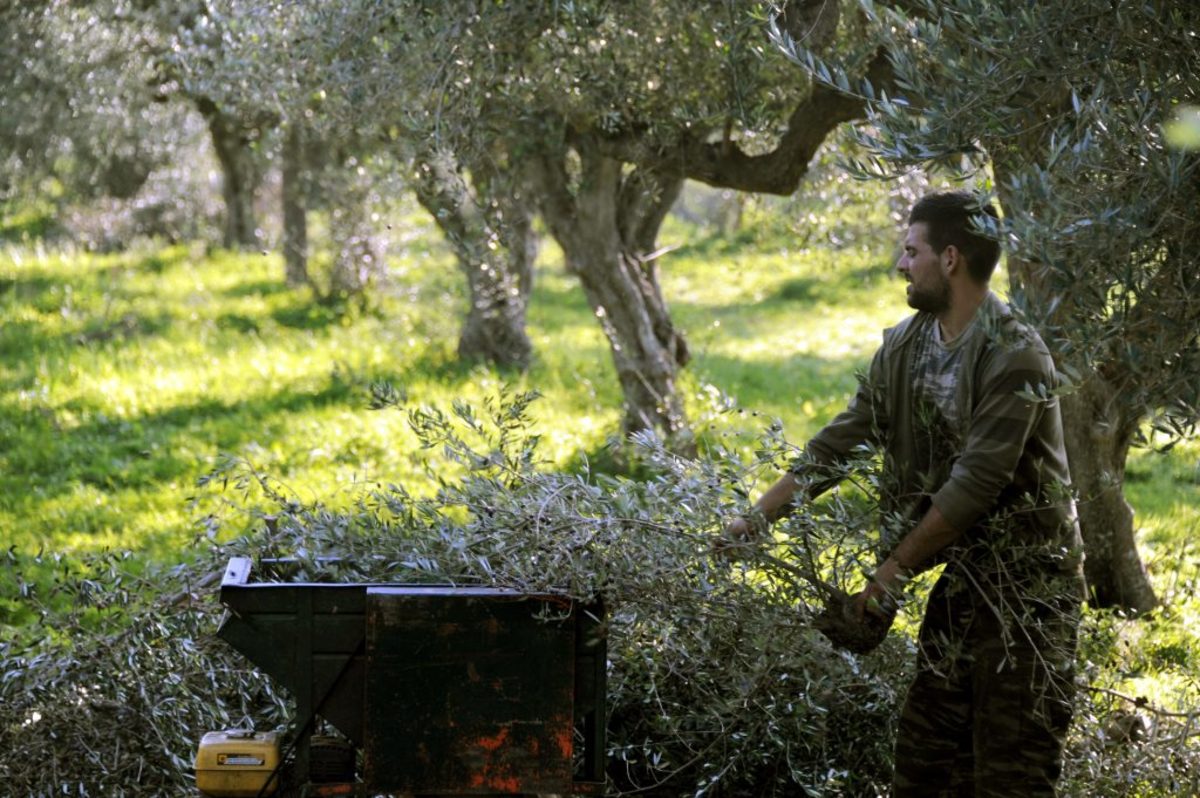 Χαλκιδική: Συζητήσεις για την τιμή του ελαιόλαδου – Η πρόταση των παραγωγών!