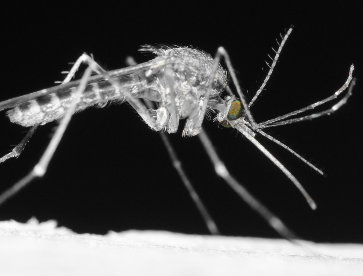 Ιός Δυτικού Νείλου: Προσοχή στην λοίμωξη από τα κουνούπια – Συχνές ερωτήσεις και απαντήσεις