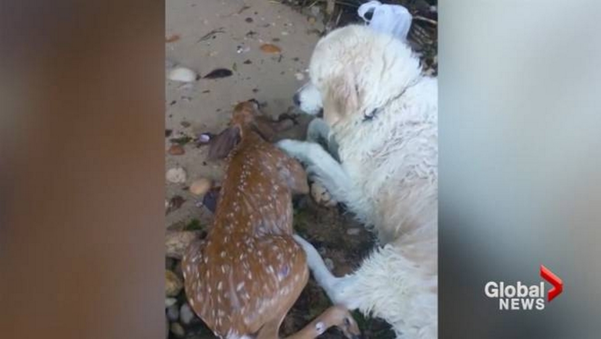 Ηρωικό σκυλί έσωσε ελάφι από πνιγμό! [vid]