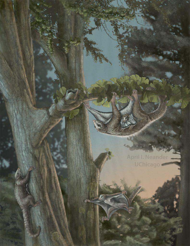 Βρέθηκαν τα αρχαιότερα θηλαστικά – αιωροπτεριστές! Ζούσαν πριν από 160 εκατομμύρια χρόνια