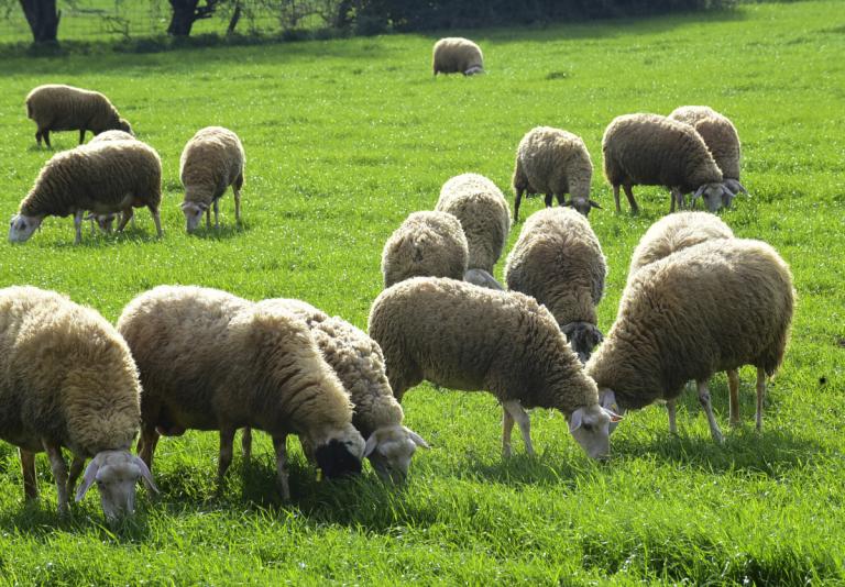 Ηράκλειο: Βρήκαν τα κλεμμένα πρόβατα σε ξένη στάνη!