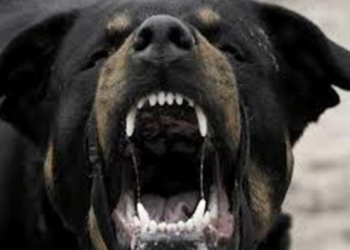Σαντορίνη: Άγρια επίθεση σκύλου σε 12χρονο παιδί – Εφιαλτική τροπή στις διακοπές της οικογένειας!