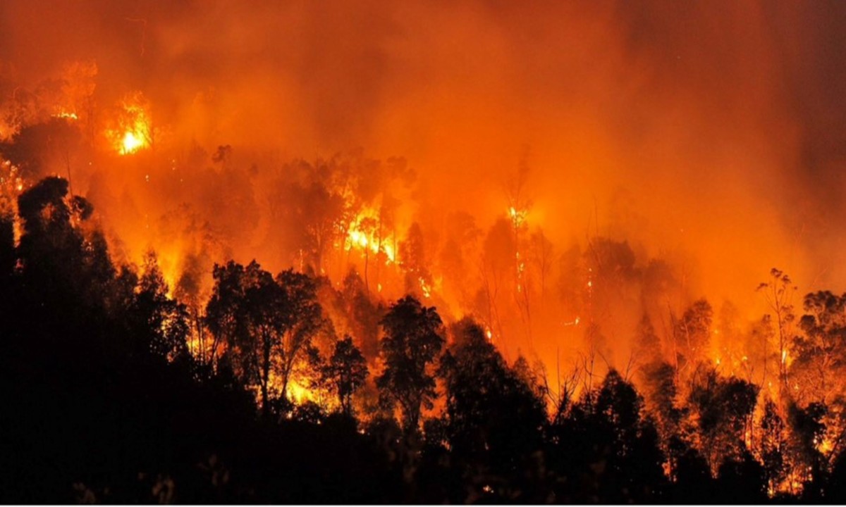 Κόλαση” στην Αλγερία: 100 πυρκαγιές σε 48 ώρες κατέκαψαν σχεδόν 11.000 στρέμματα δασική έκτασης