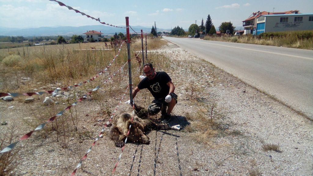 Κι άλλο νεκρό αρκουδάκι! Το παρέσυρε αυτοκίνητο