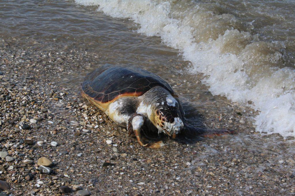 Caretta caretta: Δεύτερο “στοπ” του ΣτΕ για την προστασία της περιοχής ωοτοκίας