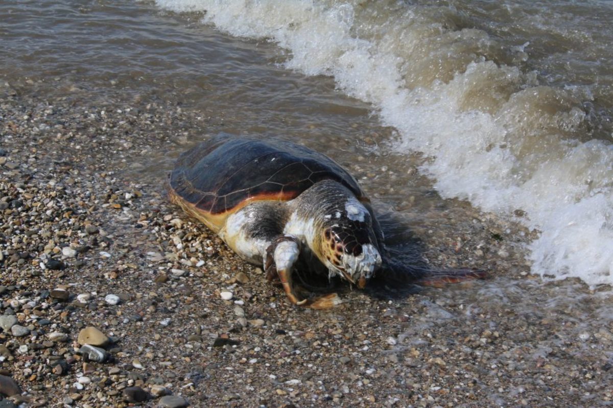 Caretta caretta: Δεύτερο “στοπ” του ΣτΕ για την προστασία της περιοχής ωοτοκίας