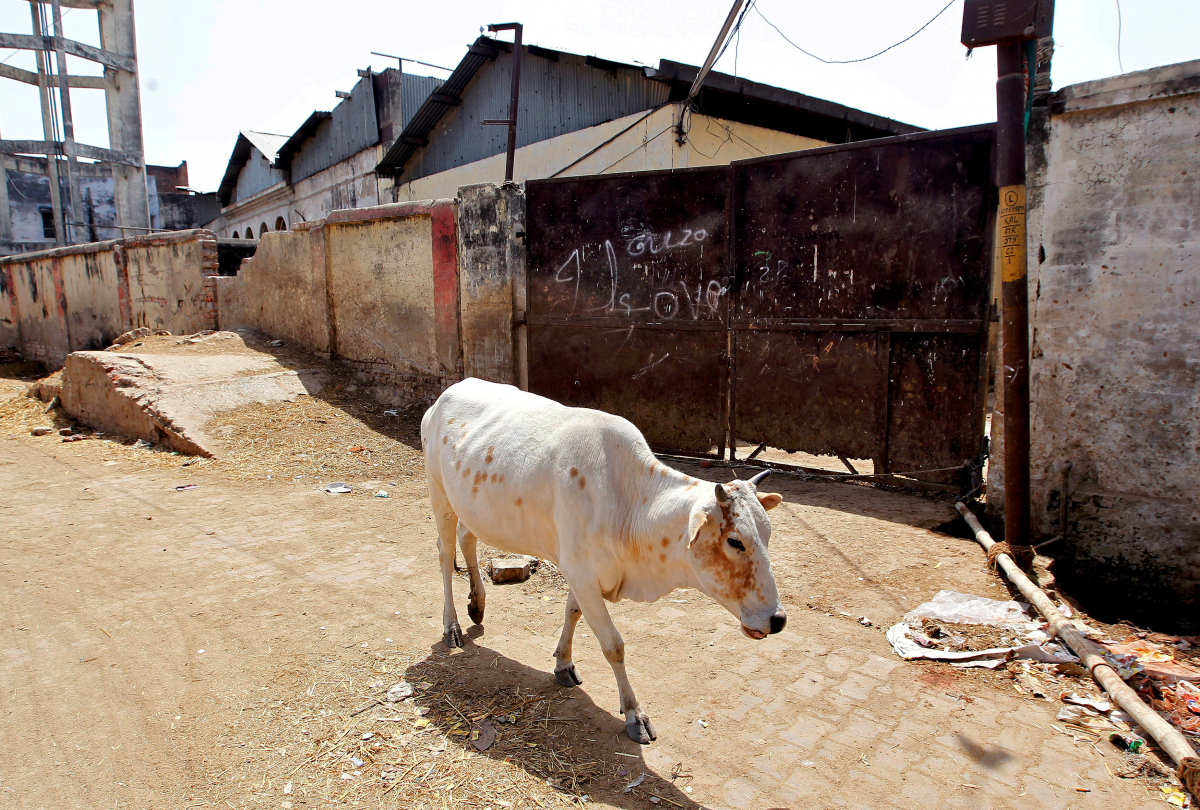 Λιντσάρουν και δολοφονούν όσους τρώνε αγελάδες στην Ινδία