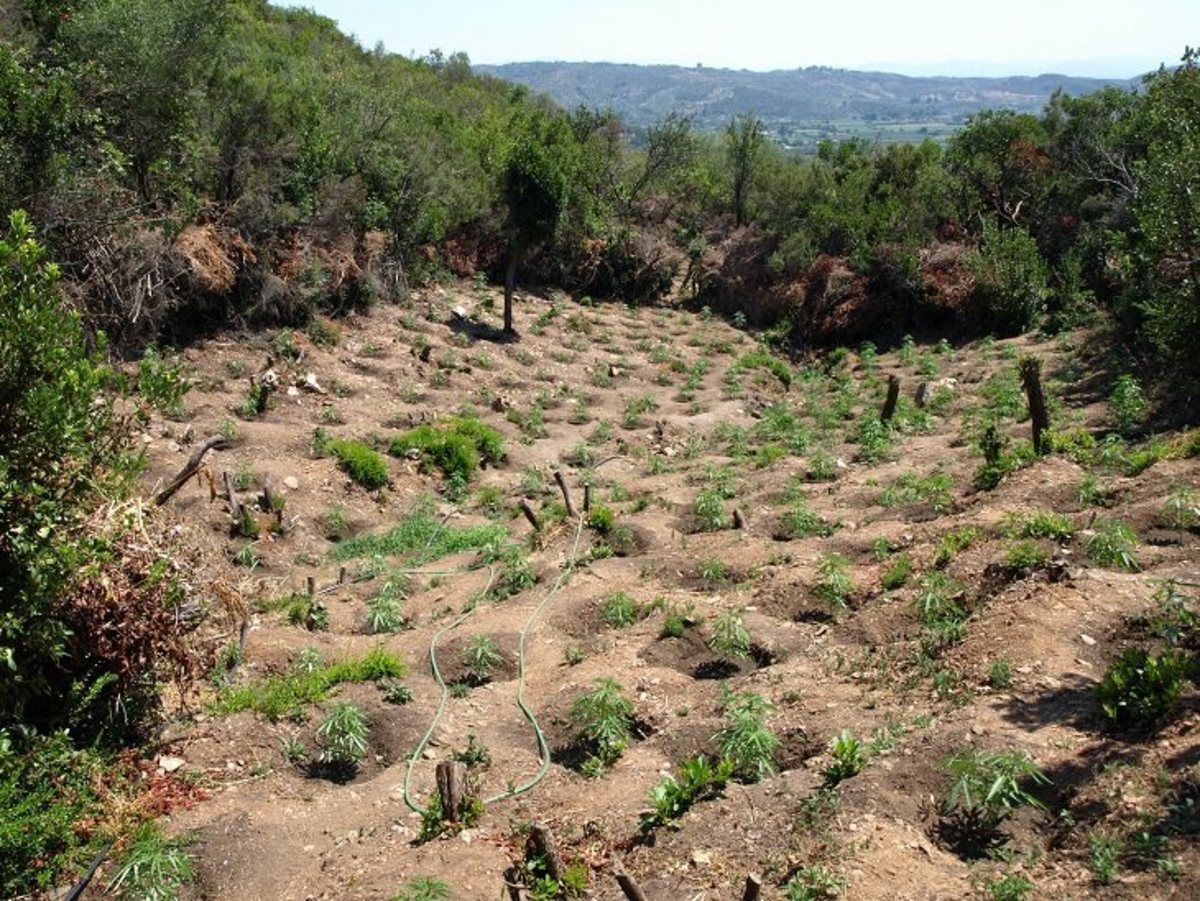 Λακωνία: Το δάσος με τα χασισόδεντρα και οι συζητήσεις που αποδείχθηκε πως είχαν βάση [pics]