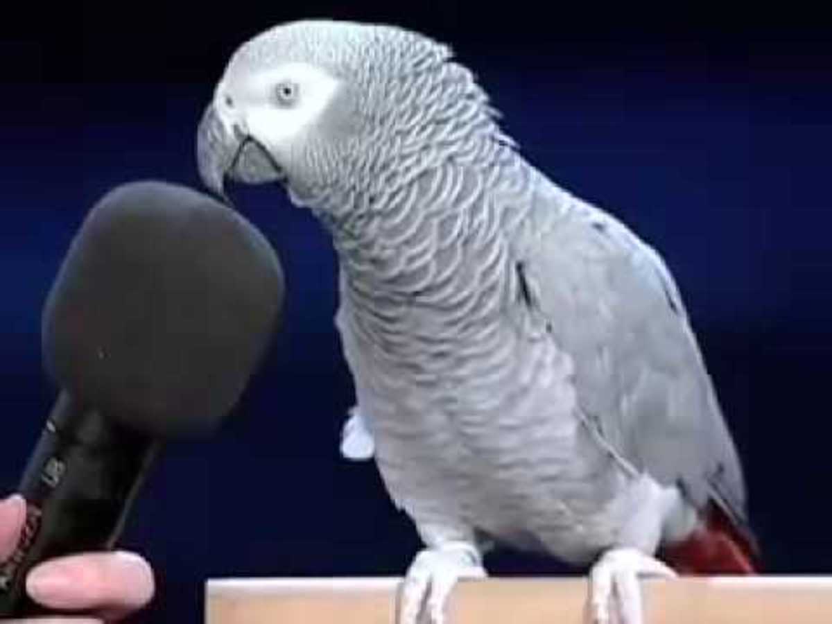 Ο εξυπνότερος παπαγάλος στον κόσμο! Τραγουδάει και στο μπάνιο… [vids]
