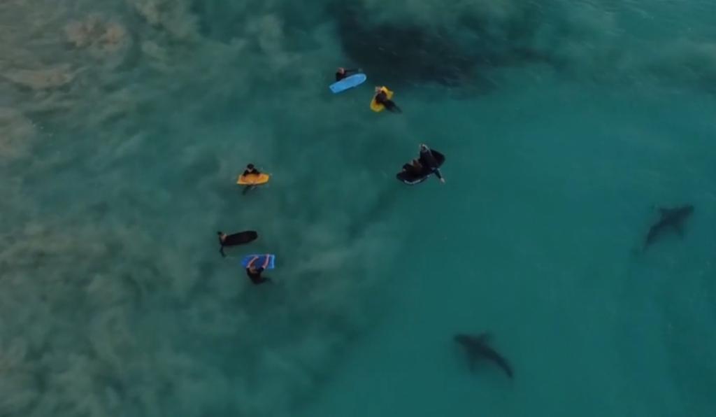 Τρομακτικό βίντεο με καρχαρίες να περνούν κάτω από… μαθητές που κολυμπούν αμέριμνοι