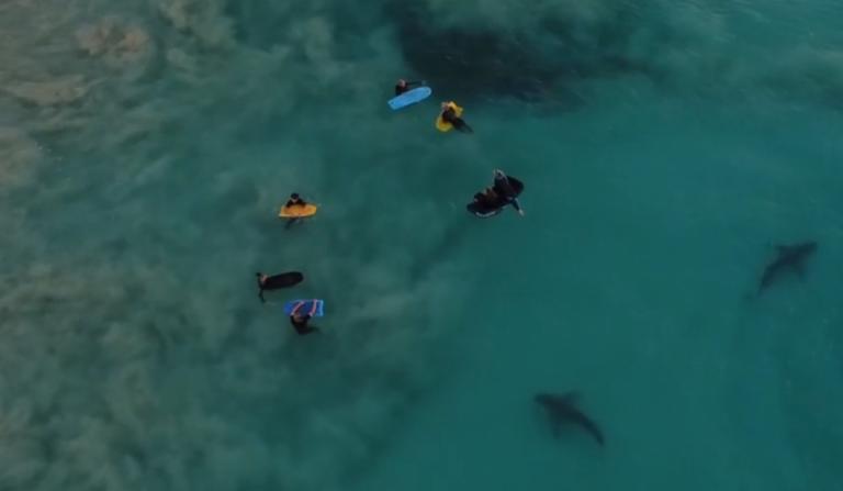 Τρομακτικό βίντεο με καρχαρίες να περνούν κάτω από… μαθητές που κολυμπούν αμέριμνοι